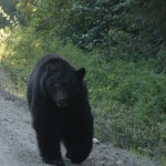 Black Bear - Gold River Road