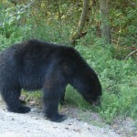 Black Bear - Gold River Road