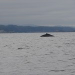 Humpback - Nootka Sound