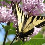 butterfly
