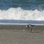 Escalantes Beach (Nootka Sound)
