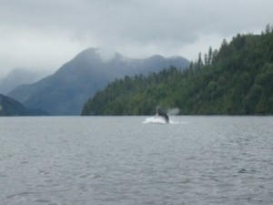 humpback_nootkasound
