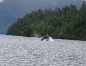 humpback_nootkasound2 humpback_nootkasound2