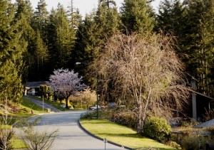 Dogwood Dr_spring