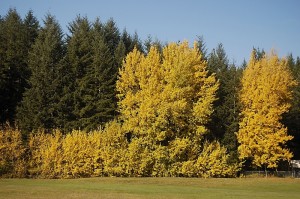 Nimpkish_fall