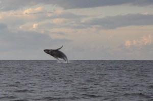 breach