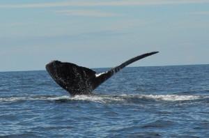 whale_tail