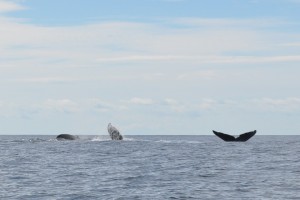 whale_family