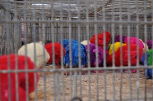 баби_цхицкс baby_chicks