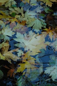 leaves